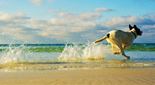 spiagge-per-cani